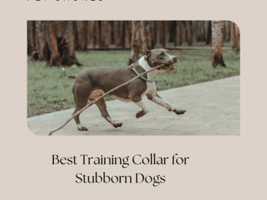 Best Training Collar for Stubborn Dogs