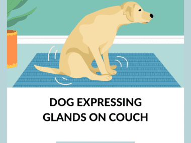 Dog Expressing Glands On Couch