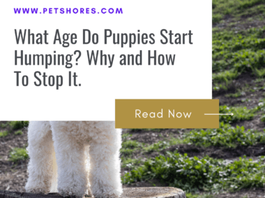 What Age Do Puppies Start Humping? Why and How To Stop It