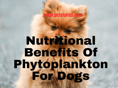 Nutritional Benefits Of Phytoplankton For Dogs