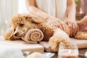 Dog massage 