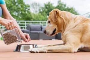 Dogs Backs Away From Food Bowl